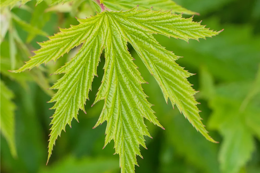 Filipendula purpurea 'Elegans'