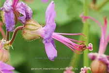 Geranium macrorrhizum 'Olympos'