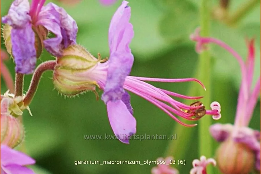 Geranium macrorrhizum 'Olympos'