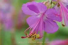 Geranium macrorrhizum 'Olympos'