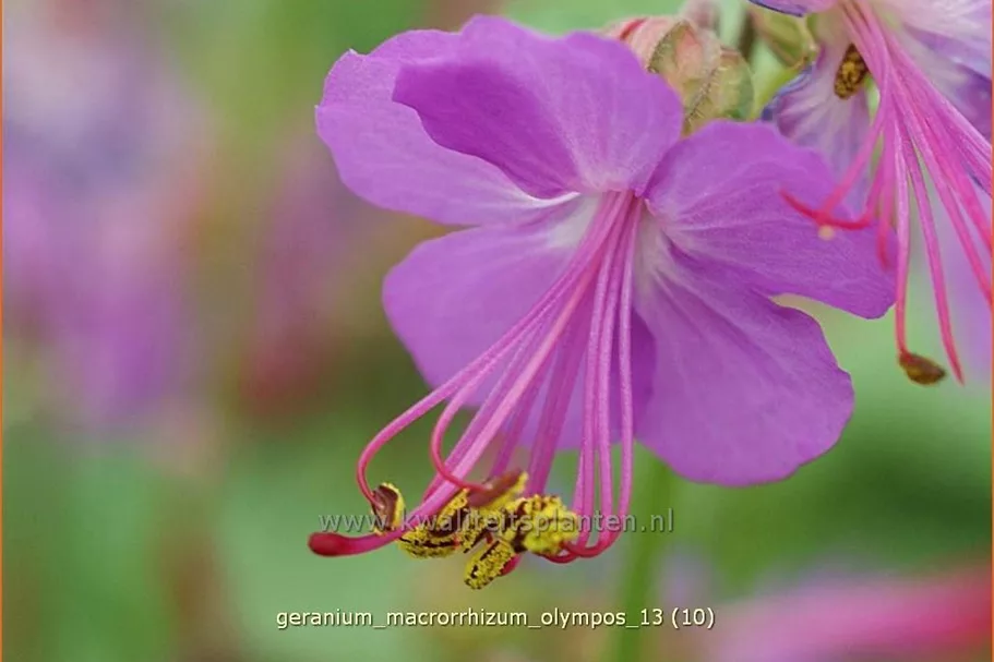 Geranium macrorrhizum 'Olympos'