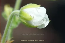 Geranium pratense 'Laura'