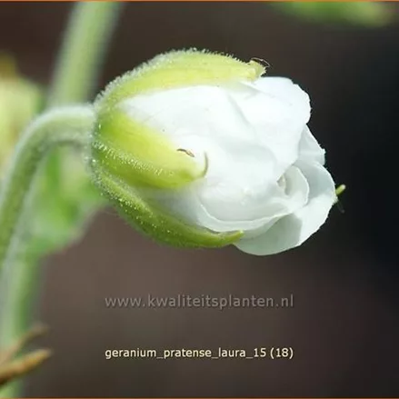 Geranium pratense 'Laura'