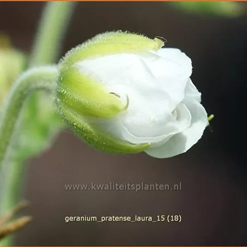 Geranium pratense 'Laura'