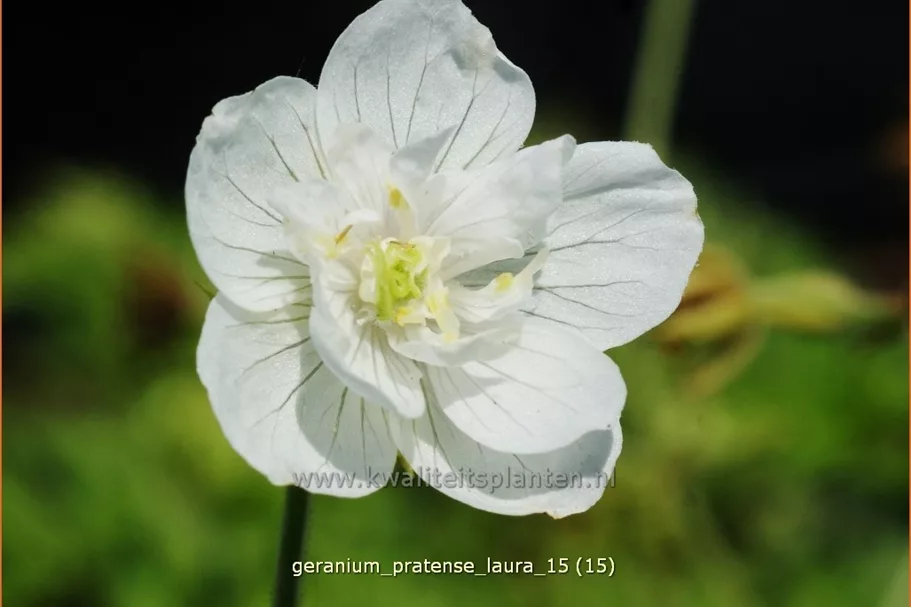 Geranium pratense 'Laura'