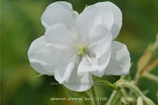 Geranium pratense 'Laura'