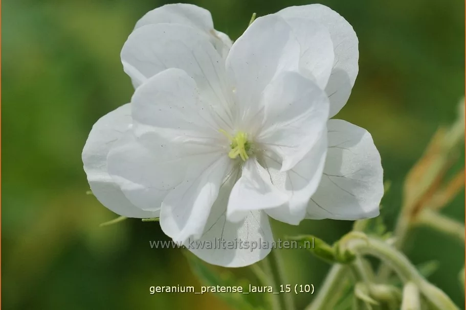 Geranium pratense 'Laura'