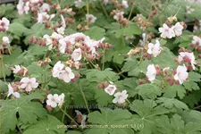 Geranium macrorrhizum 'Spessart'