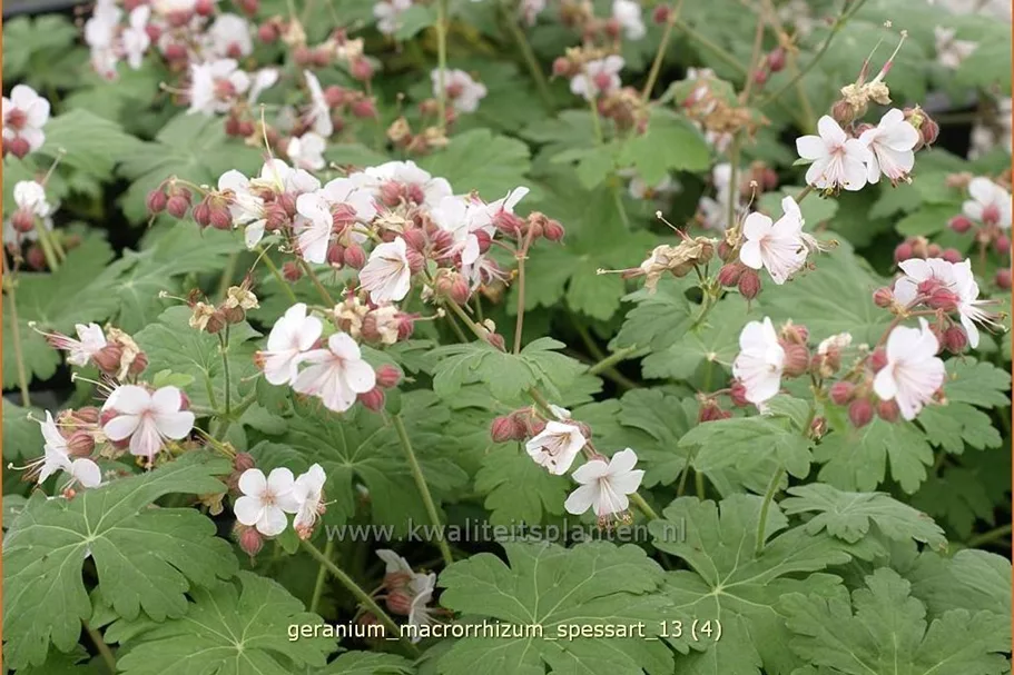 Geranium macrorrhizum 'Spessart'