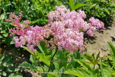 Filipendula rubra 'Venusta'