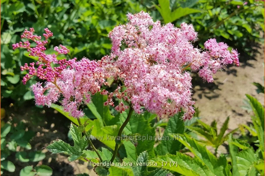 Filipendula rubra 'Venusta'