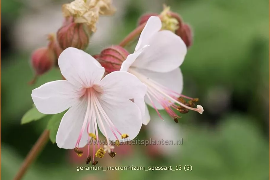 Geranium macrorrhizum 'Spessart'