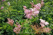 Filipendula rubra 'Venusta'
