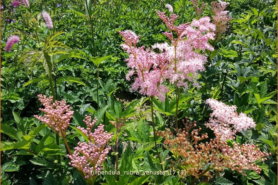 Filipendula rubra 'Venusta'