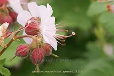 Geranium macrorrhizum 'Spessart'