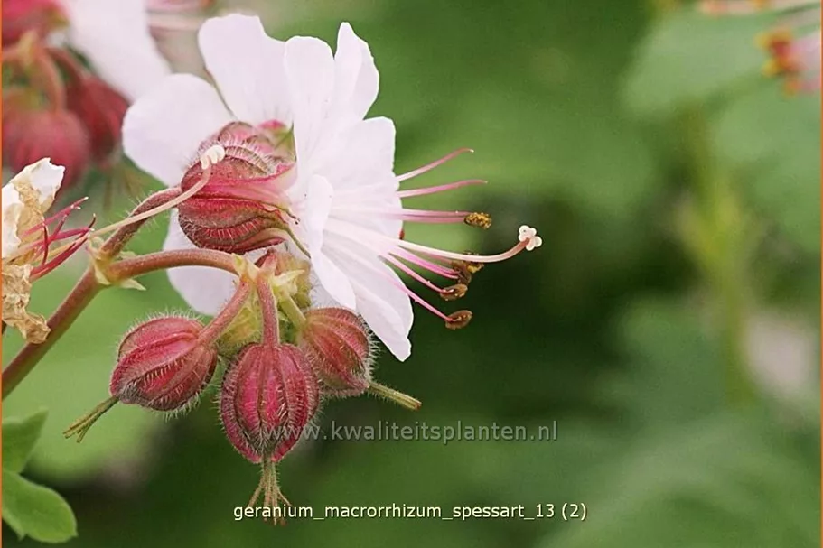 Geranium macrorrhizum 'Spessart'