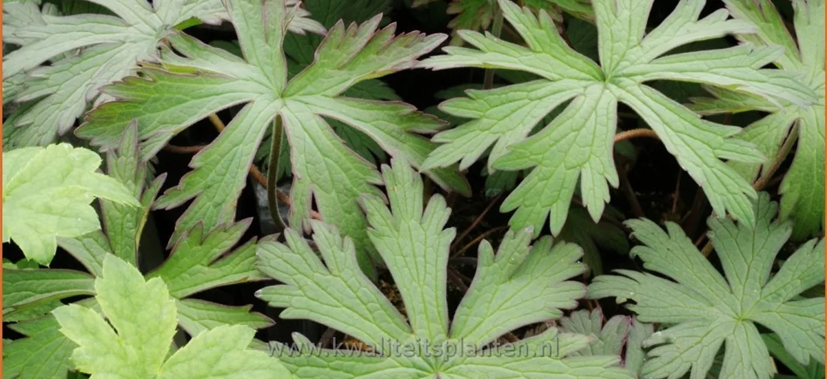 Geranium pratense 'Marshmallow'