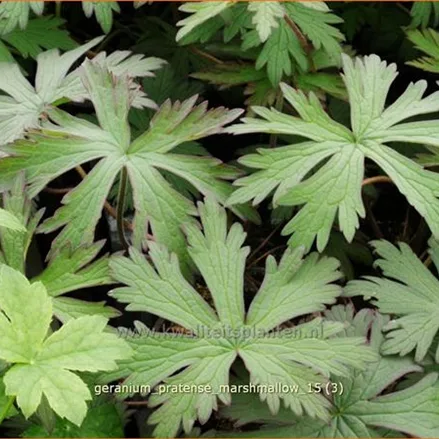 Geranium pratense 'Marshmallow'