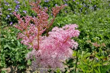 Filipendula rubra 'Venusta'