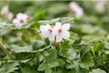 Geranium macrorrhizum 'Spessart'