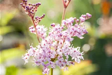 Filipendula rubra 'Venusta'