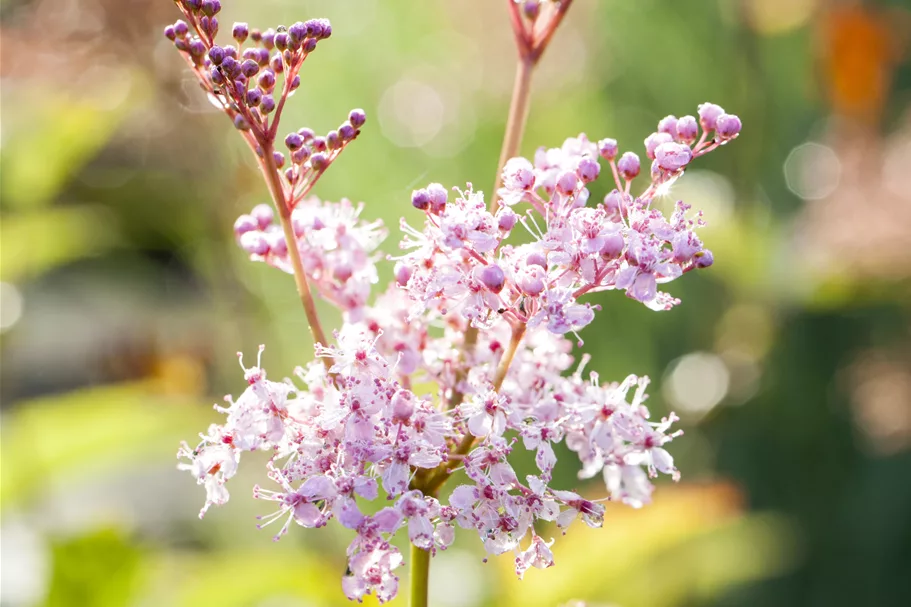 Filipendula rubra 'Venusta'