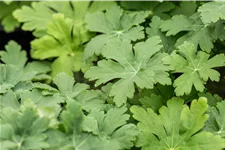Geranium macrorrhizum 'Spessart'