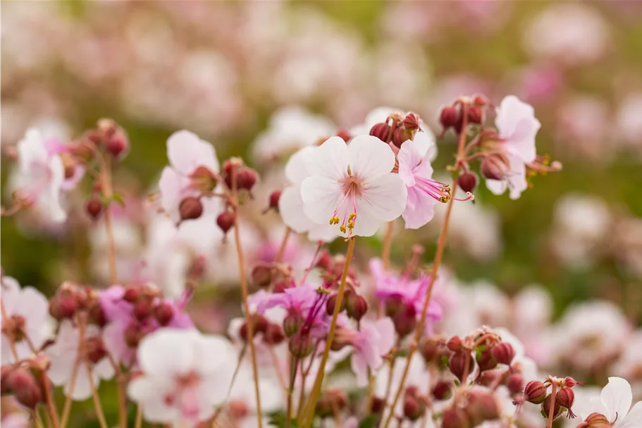 Geranium macrorrhizum 'Spessart'