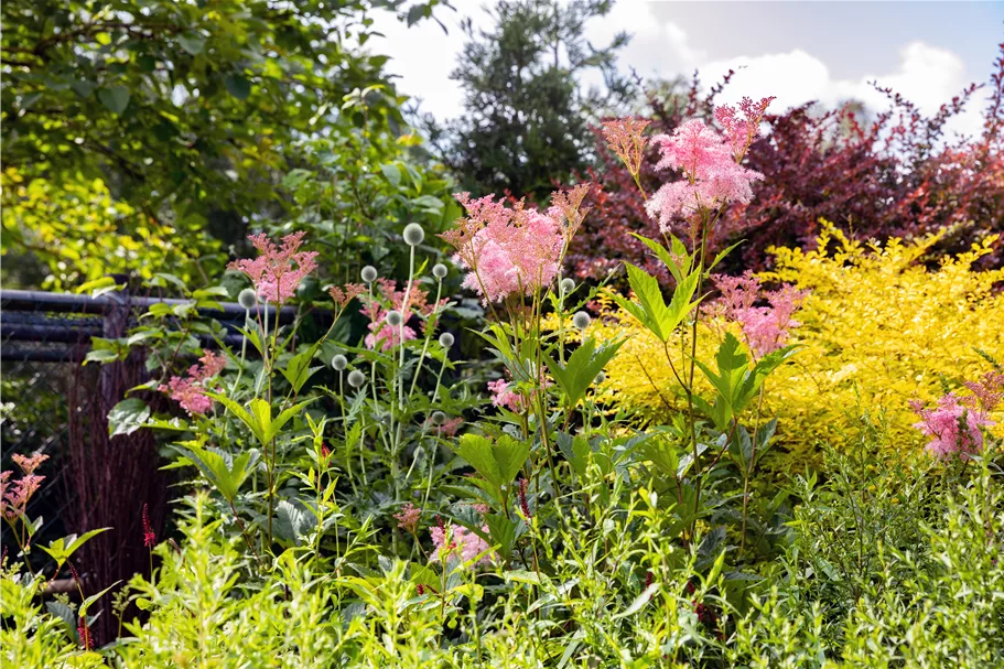 Filipendula rubra 'Venusta'