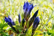 Gentiana septemfida var. lagodechiana Staude im 9x9 cm Vierecktopf