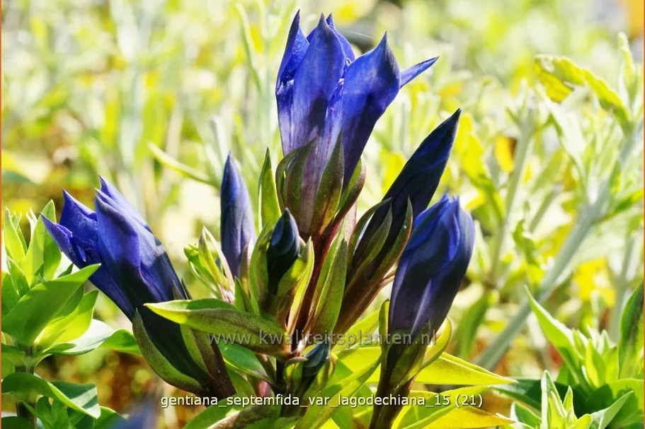 Gentiana septemfida var. lagodechiana Staude im 9x9 cm Vierecktopf