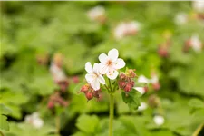 Geranium macrorrhizum 'Spessart'