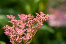 Filipendula rubra 'Venusta'