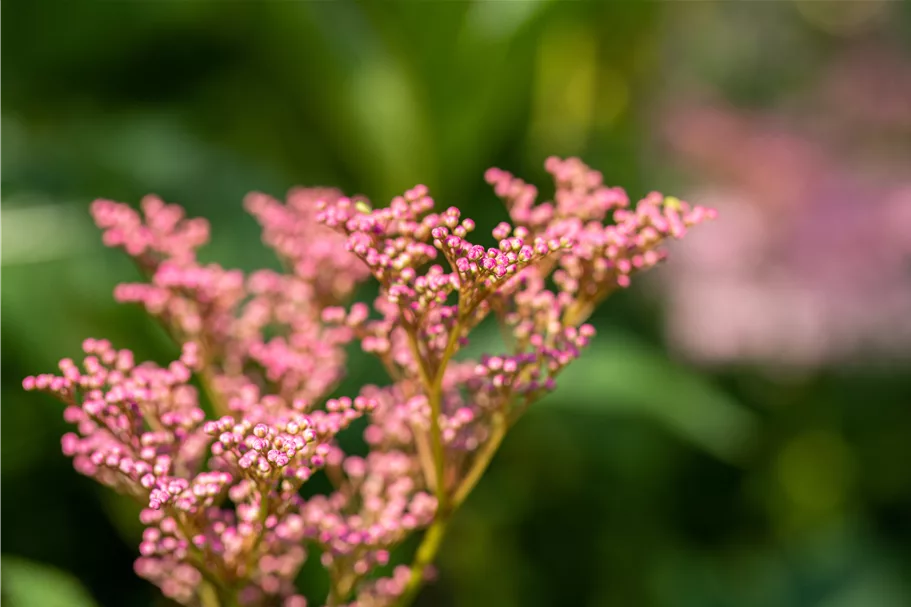 Filipendula rubra 'Venusta'