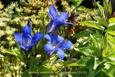 Gentiana septemfida var. lagodechiana Staude im 9x9 cm Vierecktopf