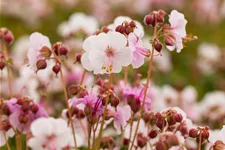 Geranium macrorrhizum 'Spessart'