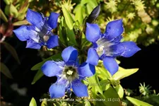Gentiana septemfida var. lagodechiana Staude im 9x9 cm Vierecktopf