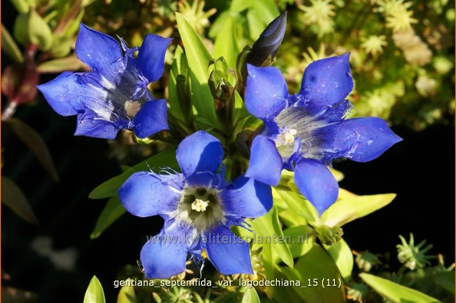 Gentiana septemfida var. lagodechiana Staude im 9x9 cm Vierecktopf