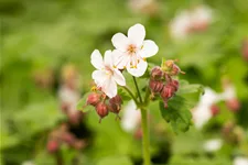 Geranium macrorrhizum 'Spessart'
