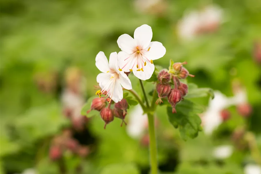 Geranium macrorrhizum 'Spessart'