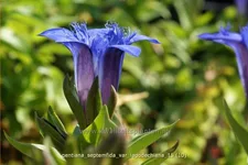Gentiana septemfida var. lagodechiana Staude im 9x9 cm Vierecktopf