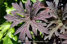 Geranium pratense 'Midnight Ghost'