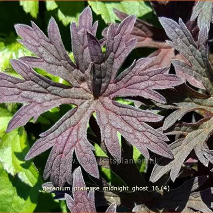 Geranium pratense 'Midnight Ghost'