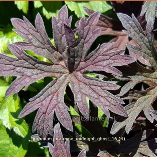 Geranium pratense 'Midnight Ghost'