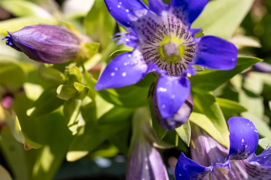 Gentiana septemfida var. lagodechiana Staude im 9x9 cm Vierecktopf