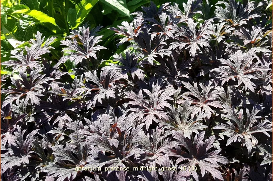 Geranium pratense 'Midnight Ghost'