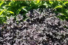 Geranium pratense 'Midnight Ghost'