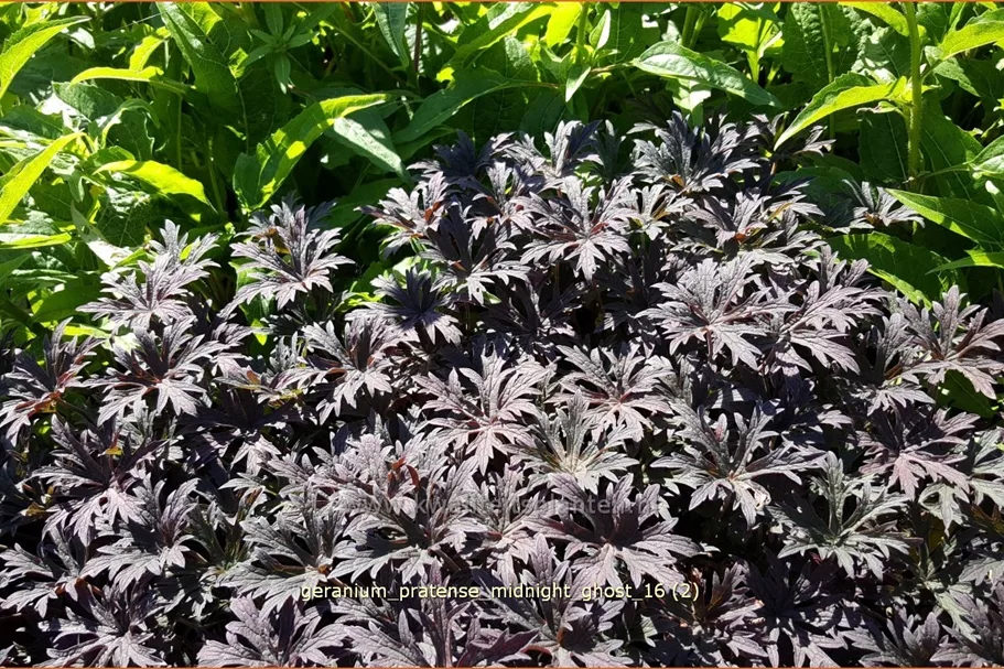 Geranium pratense 'Midnight Ghost'
