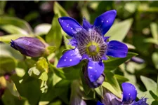 Gentiana septemfida var. lagodechiana Staude im 9x9 cm Vierecktopf