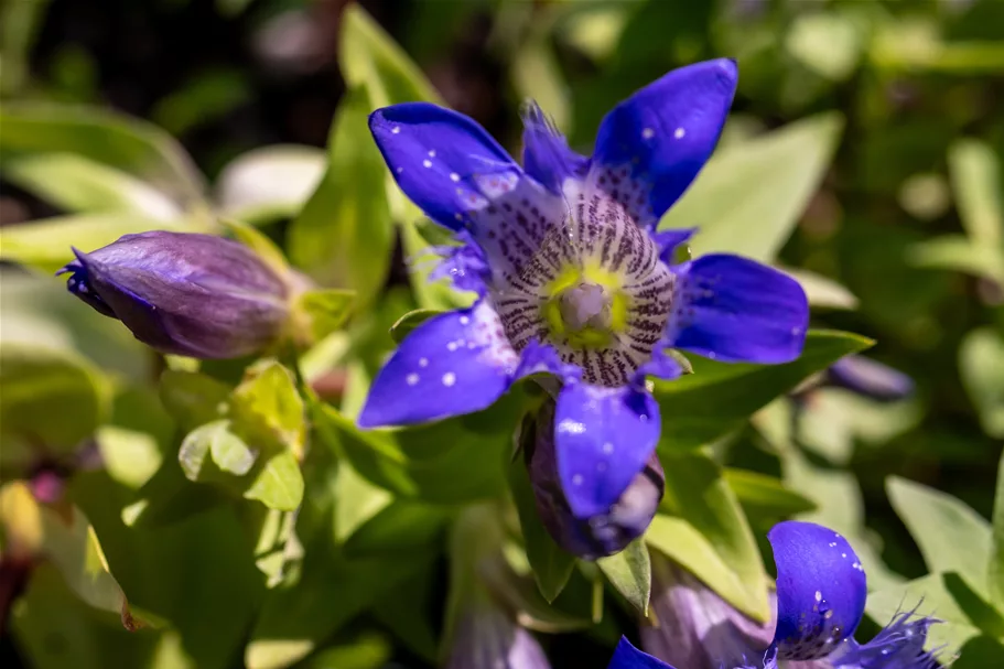 Gentiana septemfida var. lagodechiana Staude im 9x9 cm Vierecktopf
